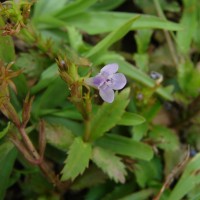 Bonnaya ciliata (Colsm.) Spreng.